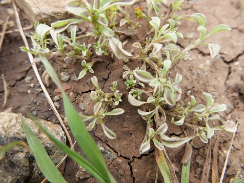 Image of Hesperevax sparsiflora by (c) paulexcoff, some rights reserved (CC BY-SA)