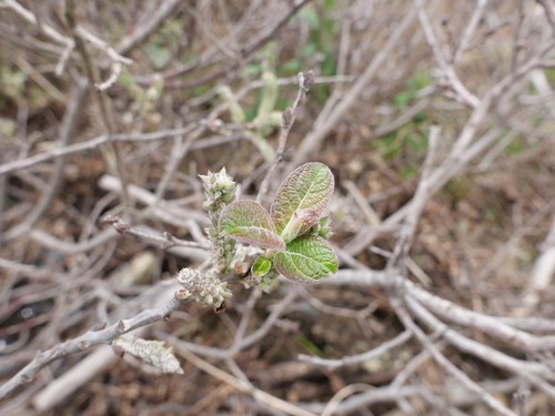 Image of Salix breweri by (c) paulexcoff, some rights reserved (CC BY-SA)