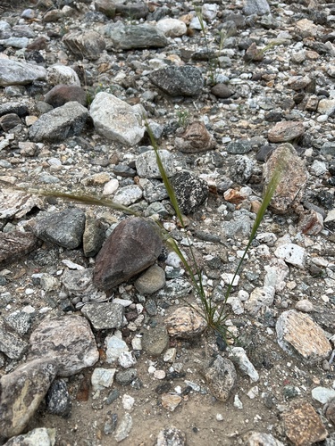 iNaturalist observation photo of cape ricegrass