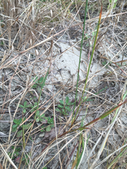 Fimbristylis caroliniana