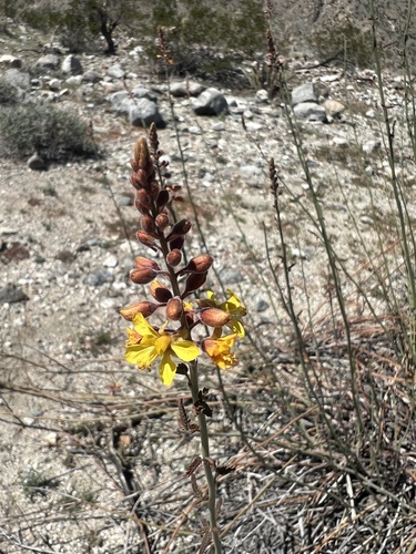 iNaturalist observation photo of Wand Holdback