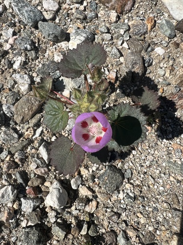 iNaturalist observation photo of desert fivespot