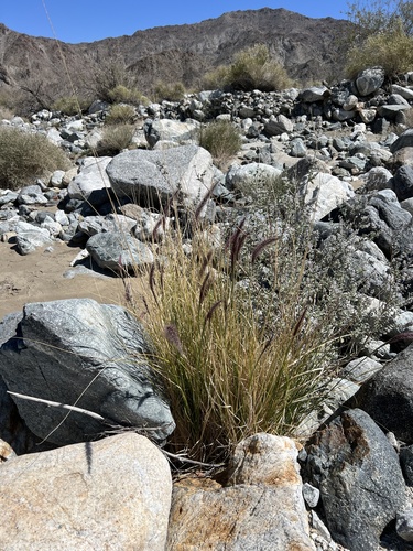 iNaturalist observation photo of Fountain Grass