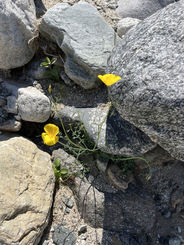 iNaturalist observation photo of goldpoppy