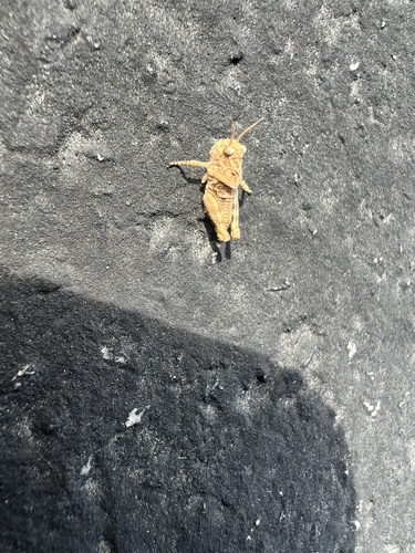 iNaturalist observation photo of Short-horned Grasshoppers