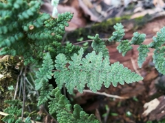 Myriopteris chipinquensis