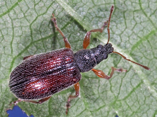Brown Leaf Weevil, photo 3 of 10