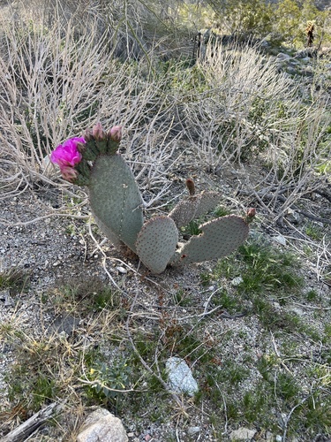 iNaturalist observation photo of beavertail cactus