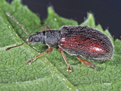 Brown Leaf Weevil, photo 2 of 10