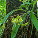 Polystachya albescens imbricata - Photo 由 Bart Wursten 所上傳的 (c) Bart Wursten，保留部份權利CC BY-NC