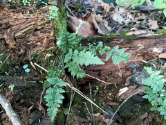 Myriopteris chipinquensis