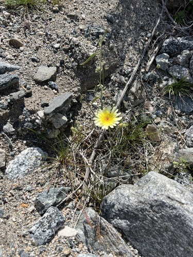 iNaturalist observation photo of desert dandelion