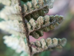 Myriopteris chipinquensis