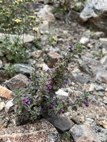 iNaturalist observation photo of Deep Canyon snapdragon
