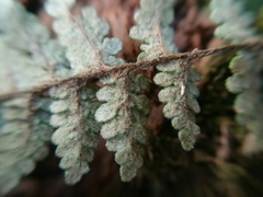 Myriopteris chipinquensis