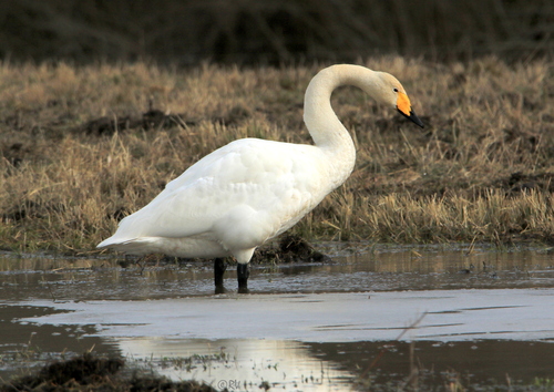 Whooper Swan, photo 5 of 9