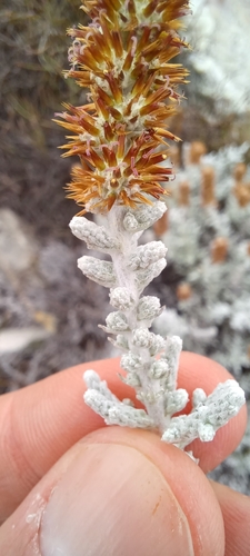 Hex Snakebush (Seriphium altoargillaceum)