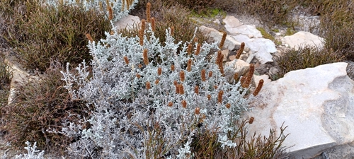 Image of Seriphium altoargillaceum by (c) Danie Palm, some rights reserved (CC BY)