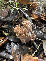 Clavulina coralloides image