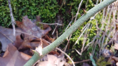 saw greenbrier (Smilax bona-nox)