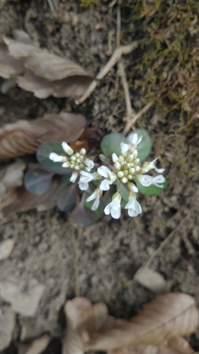 Image of Noccaea montana by (c) Gijs Romijn, some rights reserved (CC BY)