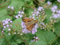 Atalopedes campestris
