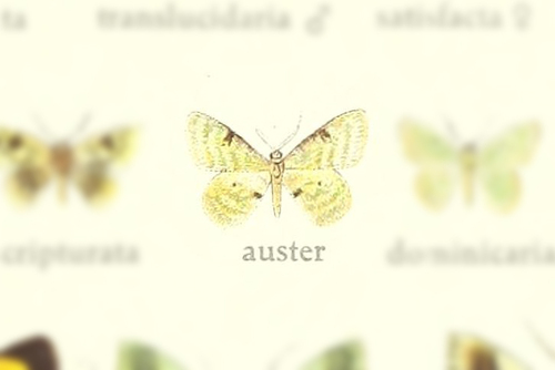Methydata auster