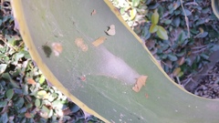 Latrodectus geometricus