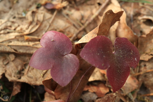 Triskiautė žibuoklė nuotrauka