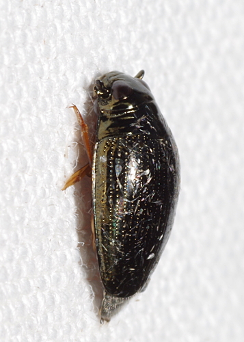 Gyrinus aeratus