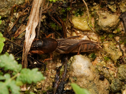 Oriental Mole Cricket