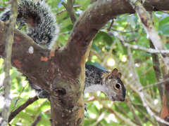 Sciurus colliaei