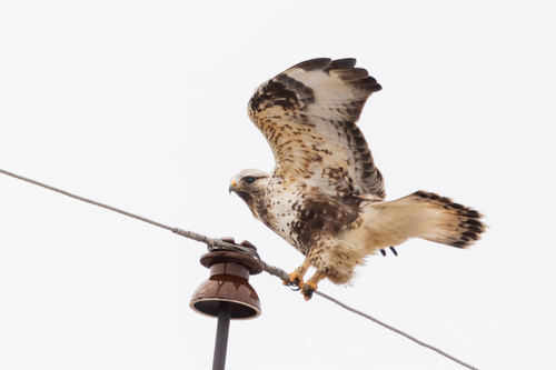 Busardo Calzado (Buteo lagopus)