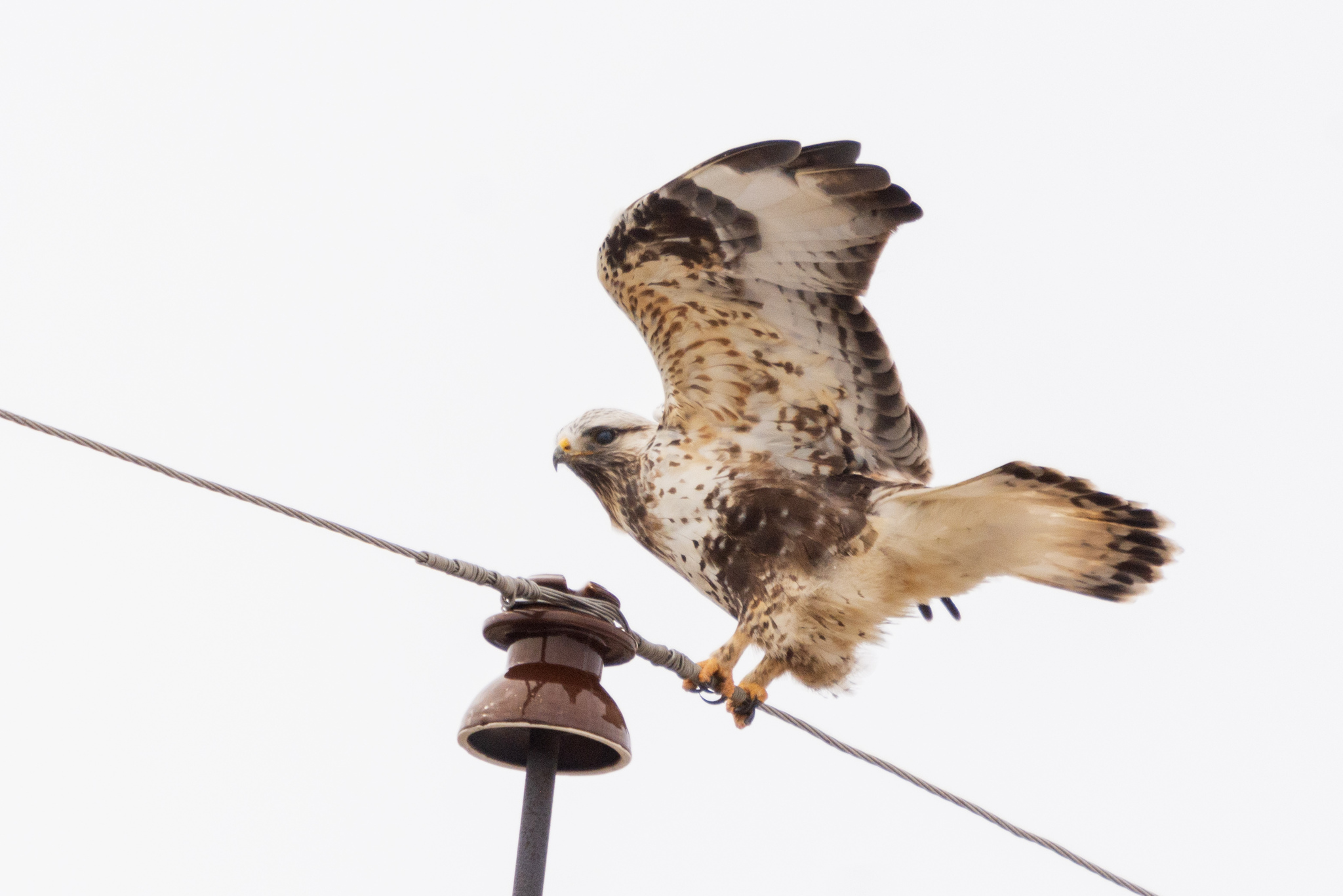 Rough-legged Buzzard (Buteo lagopus)
