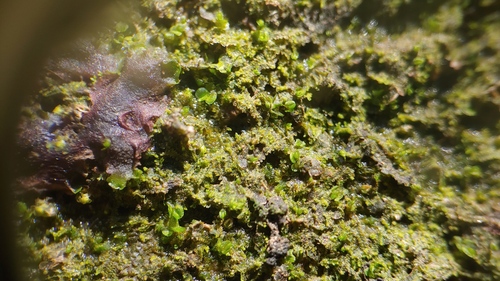Chain Pincerwort (Fuscocephaloziopsis catenulata)
