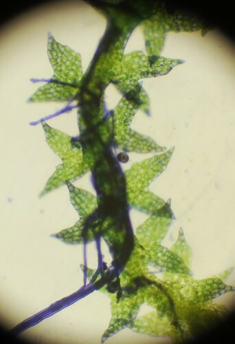 Representative image of Cephaloziella hampeana