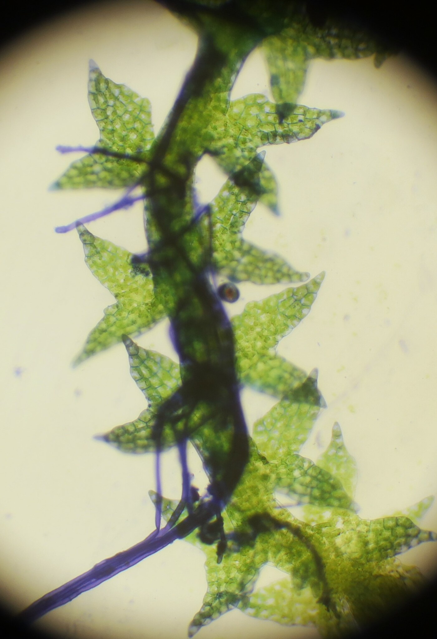 Cephaloziella hampeana