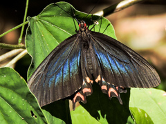 Parides photinus