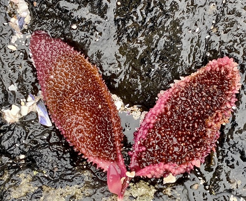 Sarcothalia radula, 2023-02-05