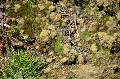 Bryum argenteum observed 2023-03-09