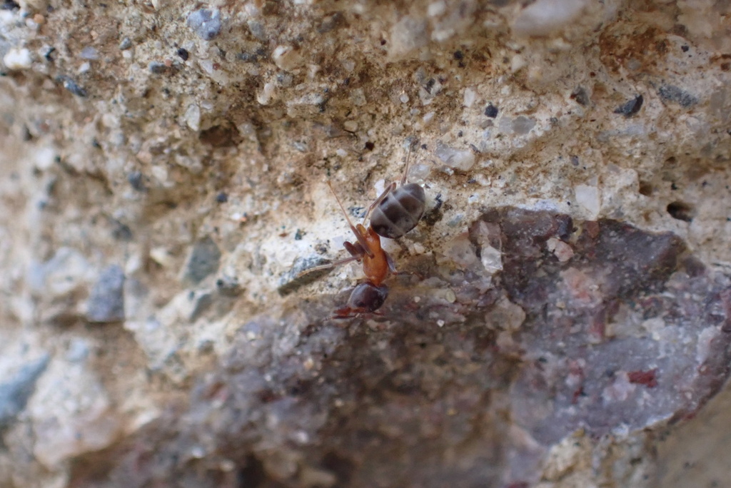 Western Velvety Tree Ant from San Dieguito River Park, Ramona, CA, US ...