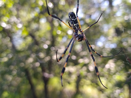 Banded-legged Golden Orb-web Spider