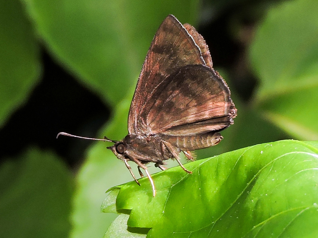 Pellicia dimidiata