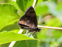 Pellicia dimidiata dimidiata