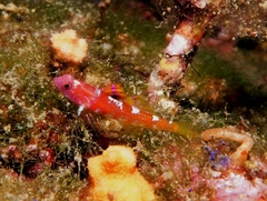 Grotto Goby photo 5