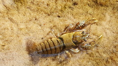 Faxonius texanus