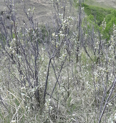 Elaeagnus commutata