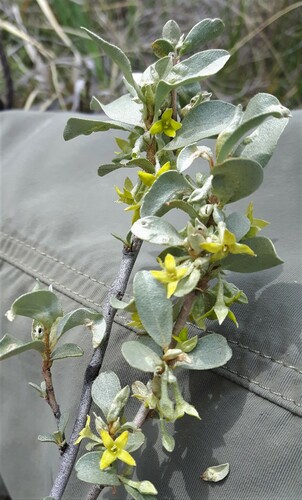 Elaeagnus commutata