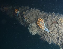 Eudistylia polymorpha