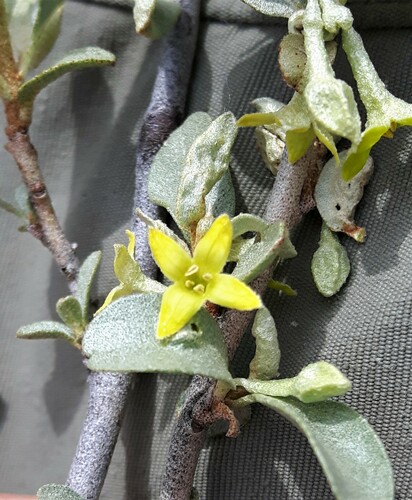 Elaeagnus commutata